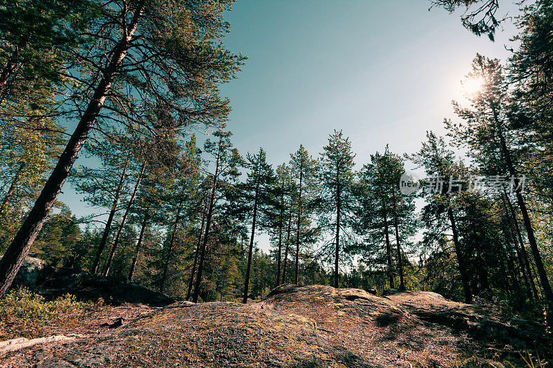 Schweden M?rdsele公园夏季森林景观